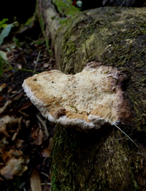 A young fruiting body with a purplish hue against the wood substrate (oak) at Hatfield Forest, Essex